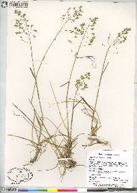 Poa arctica subsp. arctica image