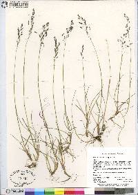 Poa arctica image