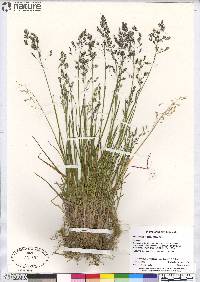 Poa arctica subsp. caespitans image