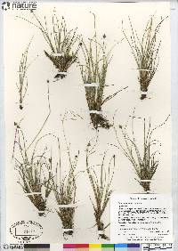 Carex arctogena image