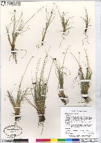 Carex arctogena image