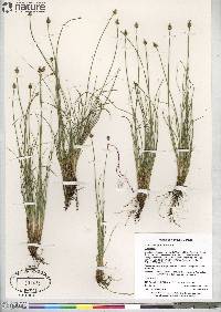 Carex arctogena image