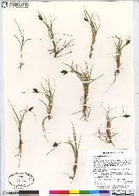 Carex norvegica image