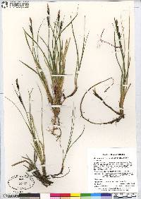 Carex bigelowii image