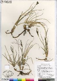 Carex bigelowii subsp. bigelowii image