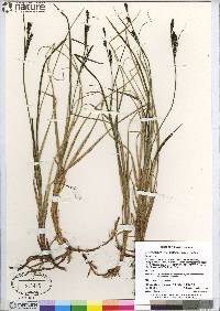 Carex bigelowii subsp. bigelowii image