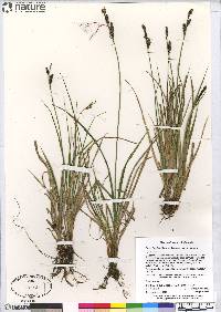 Carex bigelowii image