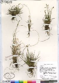 Carex capillaris image