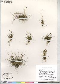 Carex capillaris image