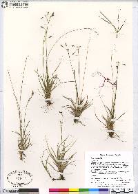 Carex capillaris image