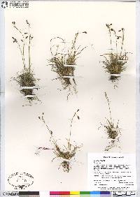 Carex capillaris image