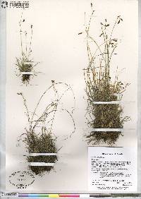 Carex capillaris image