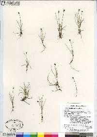 Carex gynocrates image