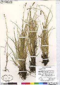 Carex glareosa subsp. glareosa image