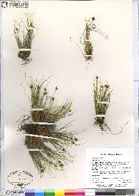 Carex nardina image