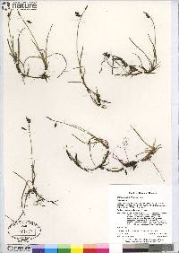 Carex rariflora image