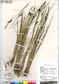 Carex saxatilis image