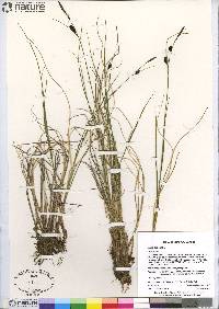 Carex saxatilis image