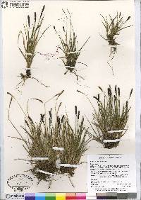 Carex scirpoidea image