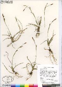 Carex vaginata image