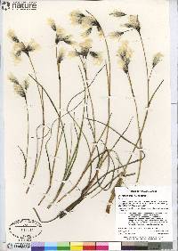 Eriophorum angustifolium image