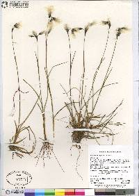 Eriophorum angustifolium image