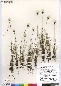 Eriophorum callitrix image