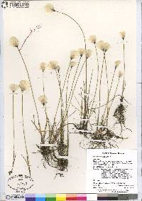 Eriophorum scheuchzeri image