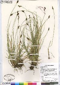 Carex lachenalii image