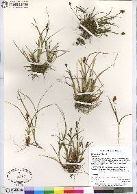 Carex lachenalii image