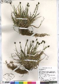 Carex norvegica image