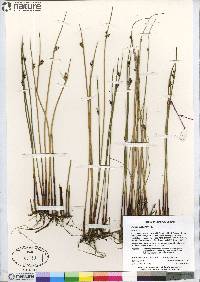 Juncus arcticus image