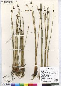 Juncus arcticus image