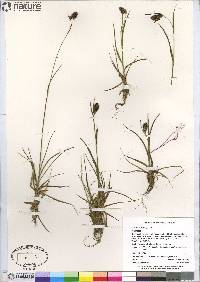 Luzula spicata image