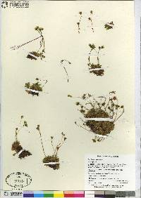 Saxifraga cespitosa image