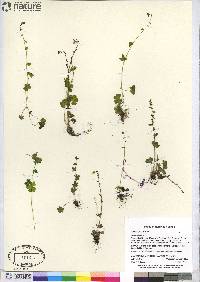 Saxifraga cernua image