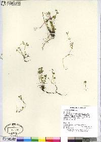 Saxifraga hyperborea image