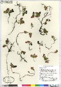 Vaccinium vitis-idaea image