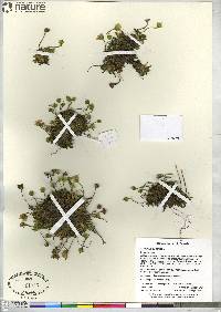 Diapensia lapponica image