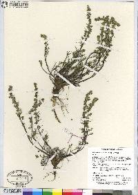 Artemisia borealis subsp. borealis image