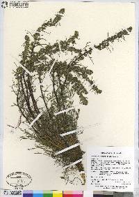 Artemisia borealis image