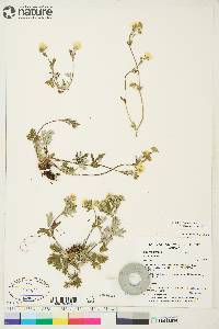 Potentilla arenosa subsp. arenosa image