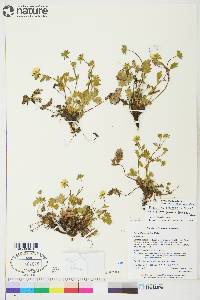 Potentilla hyparctica image