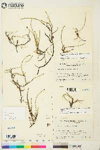 Equisetum variegatum subsp. variegatum image