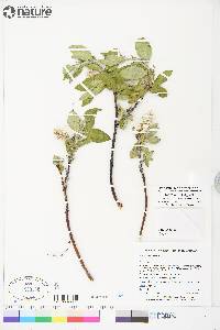 Salix richardsonii image