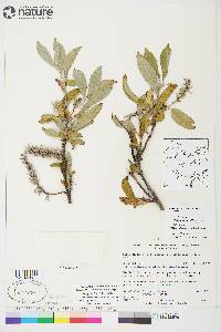 Salix glauca image