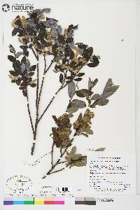 Salix glauca var. cordifolia image