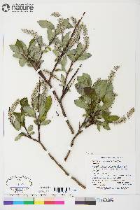 Salix glauca var. cordifolia image