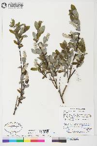 Salix glauca image