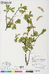 Salix planifolia image